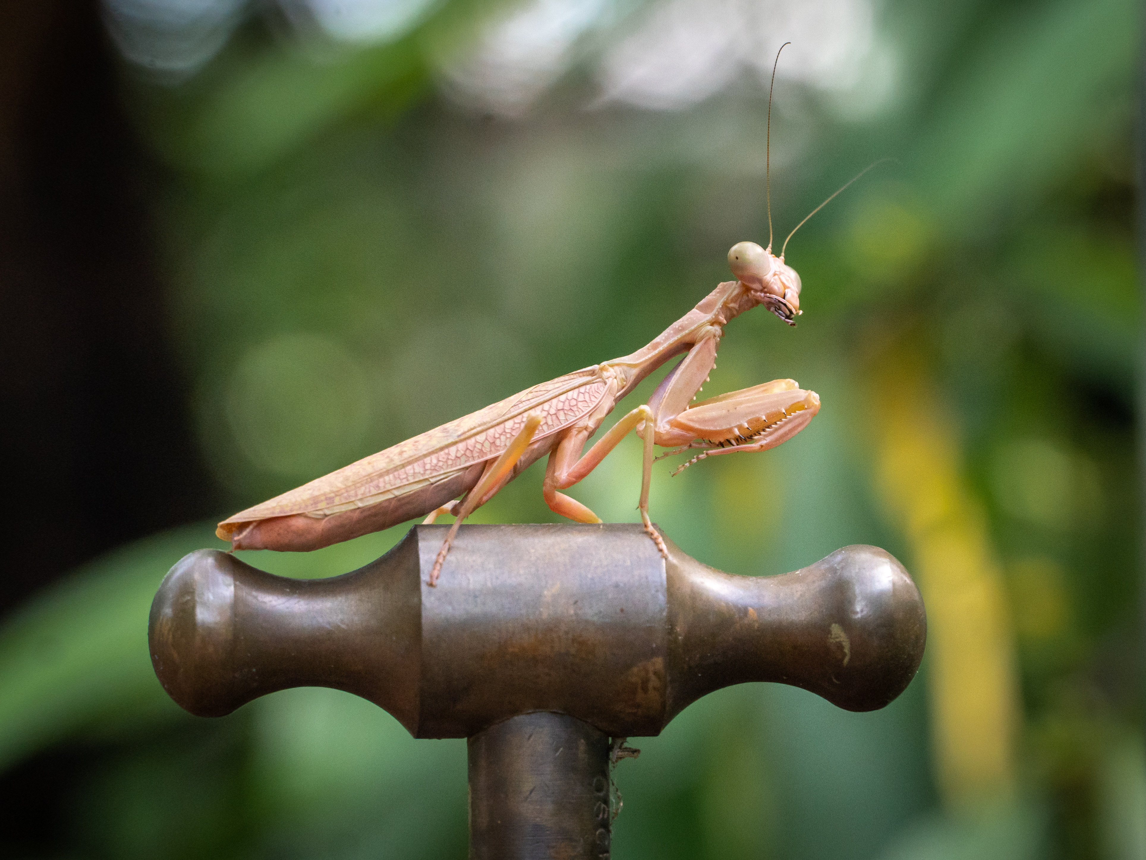 Praying Mantis