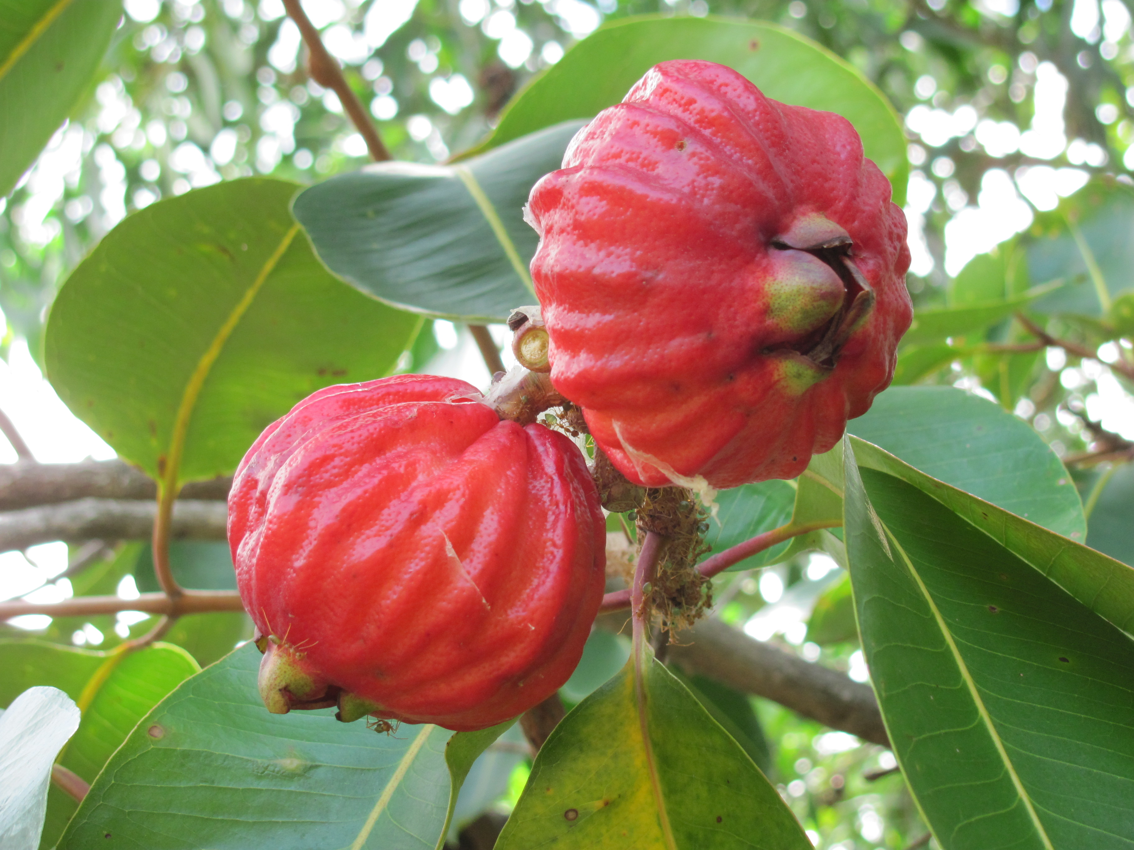 Apple, Red Bush