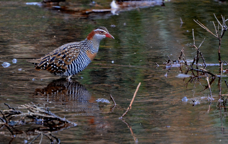Rail, Buff Banded