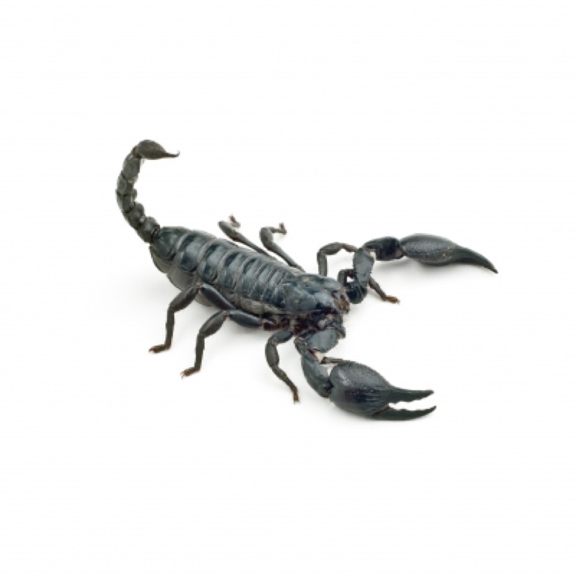 scorpion