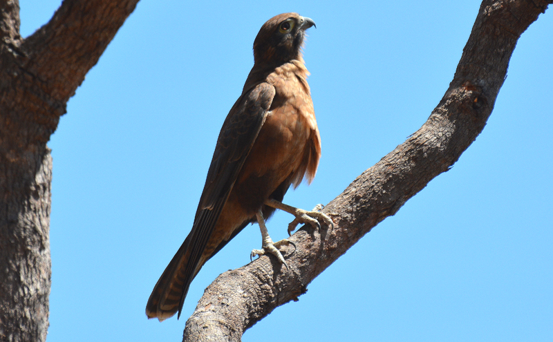Falcon, Black