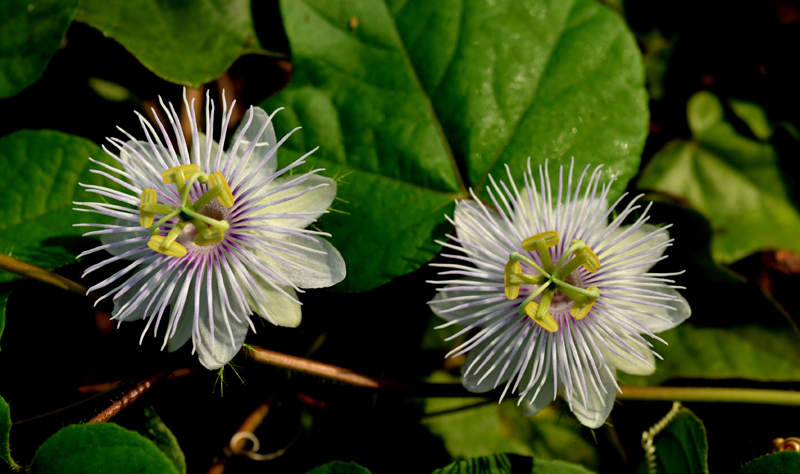Wild Passionfruit