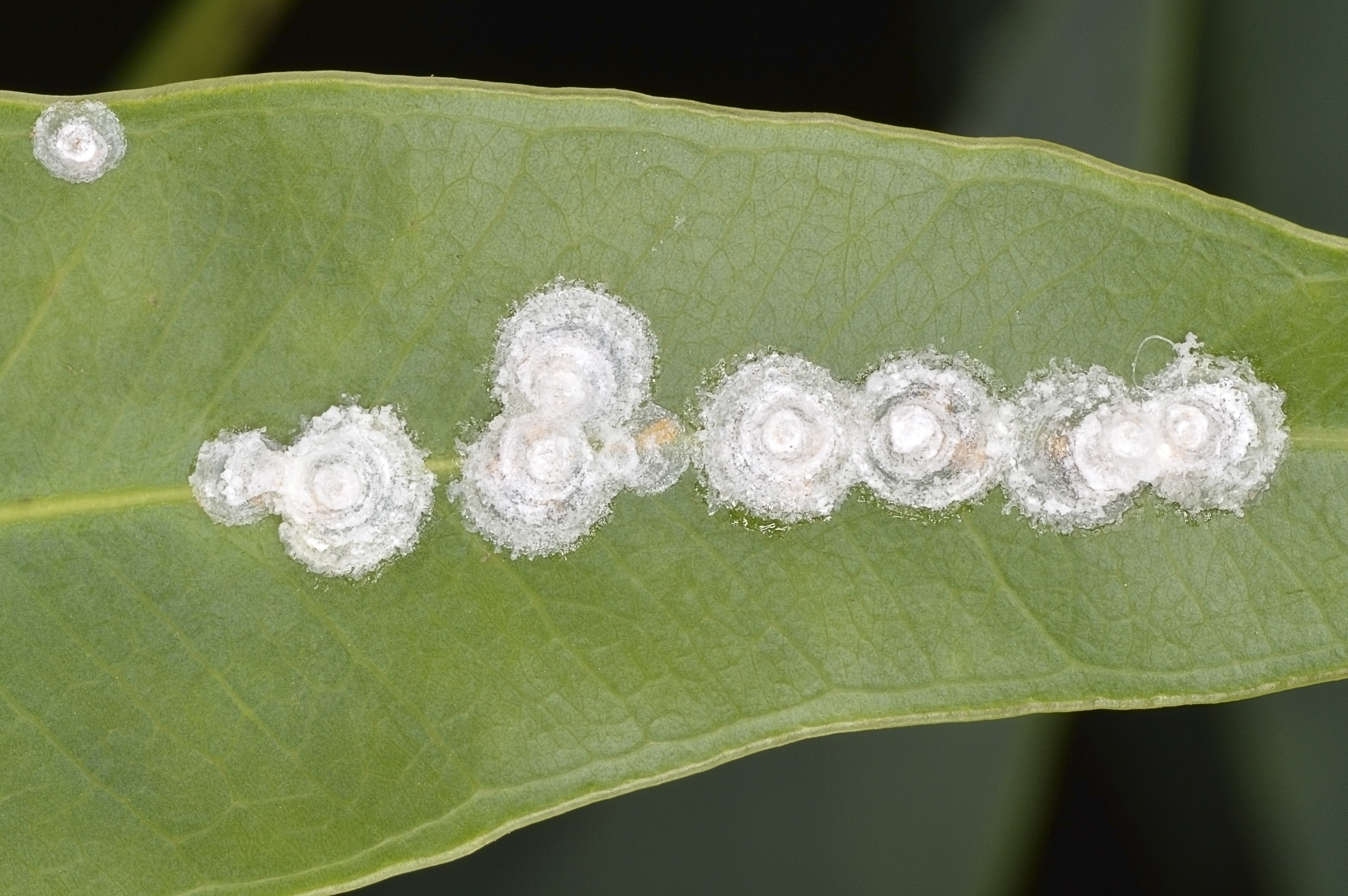 Lerps (sugar leaf)