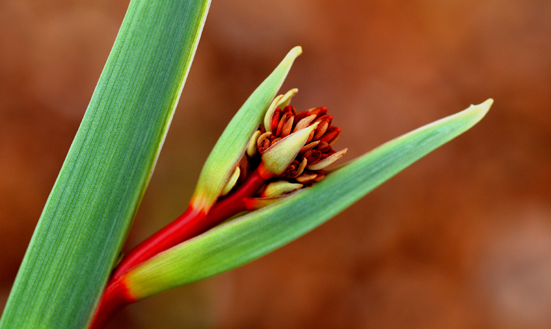 Red Root