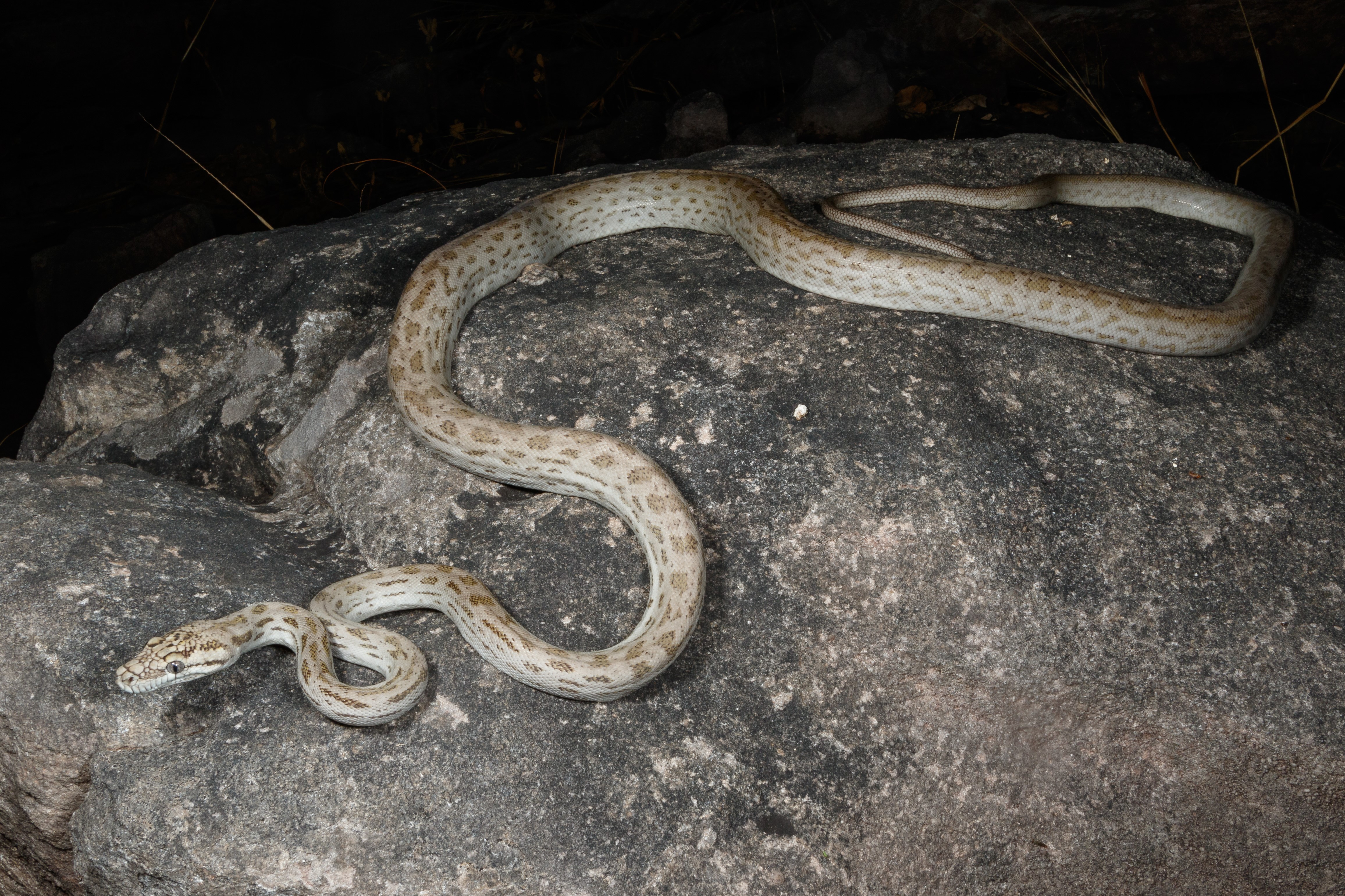 Python, Oenpelli