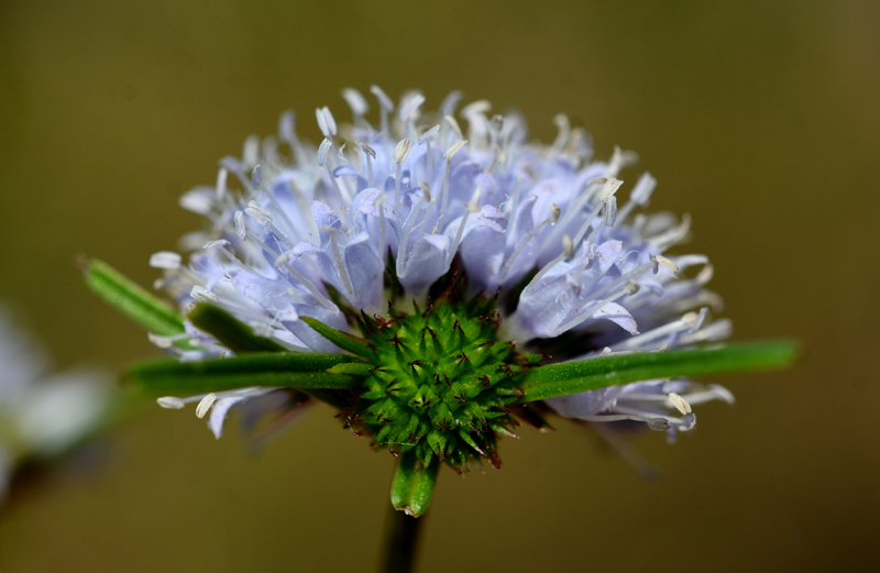 Blue Heads