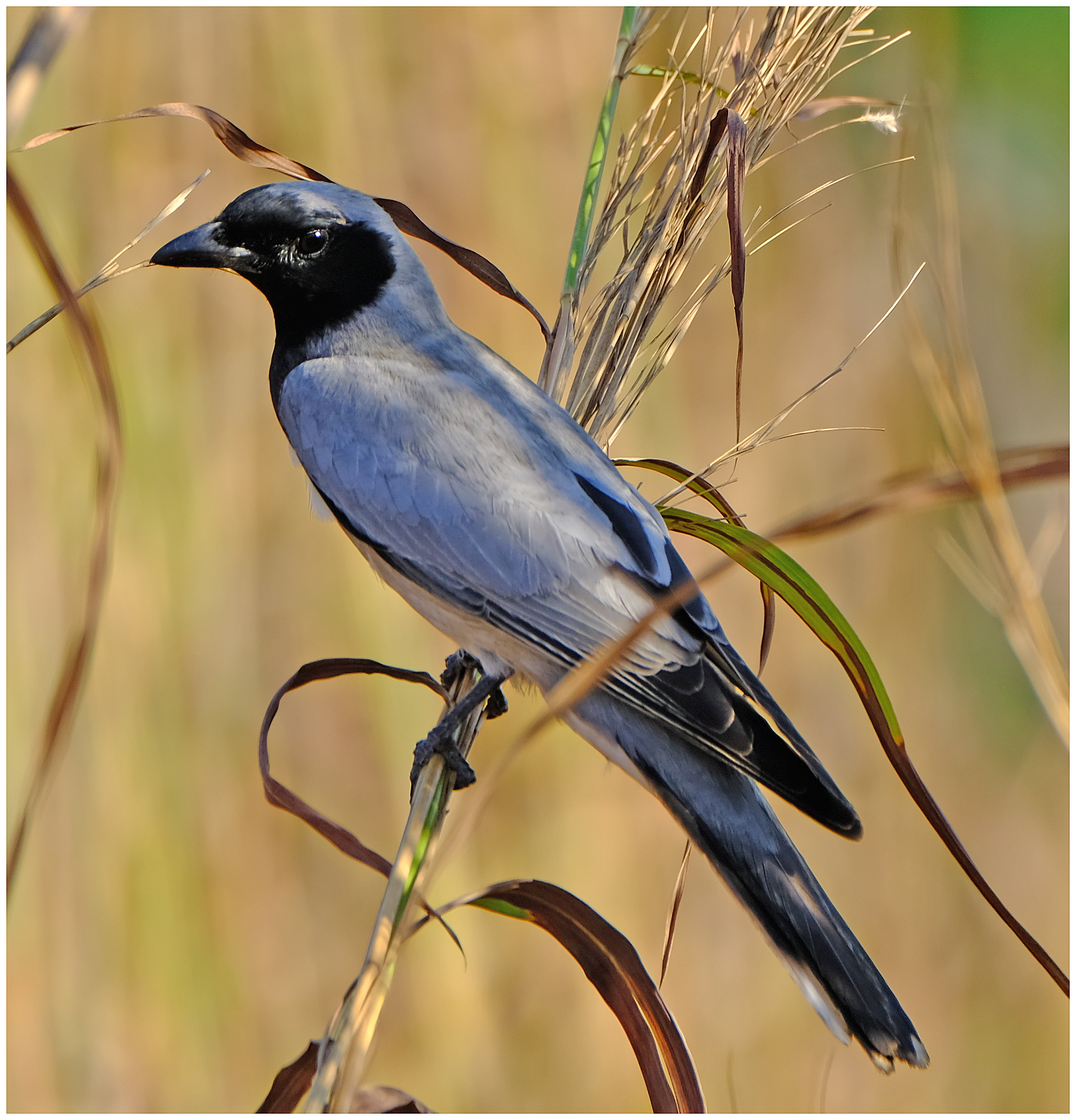 Cuckoo-shrike, Black-faced