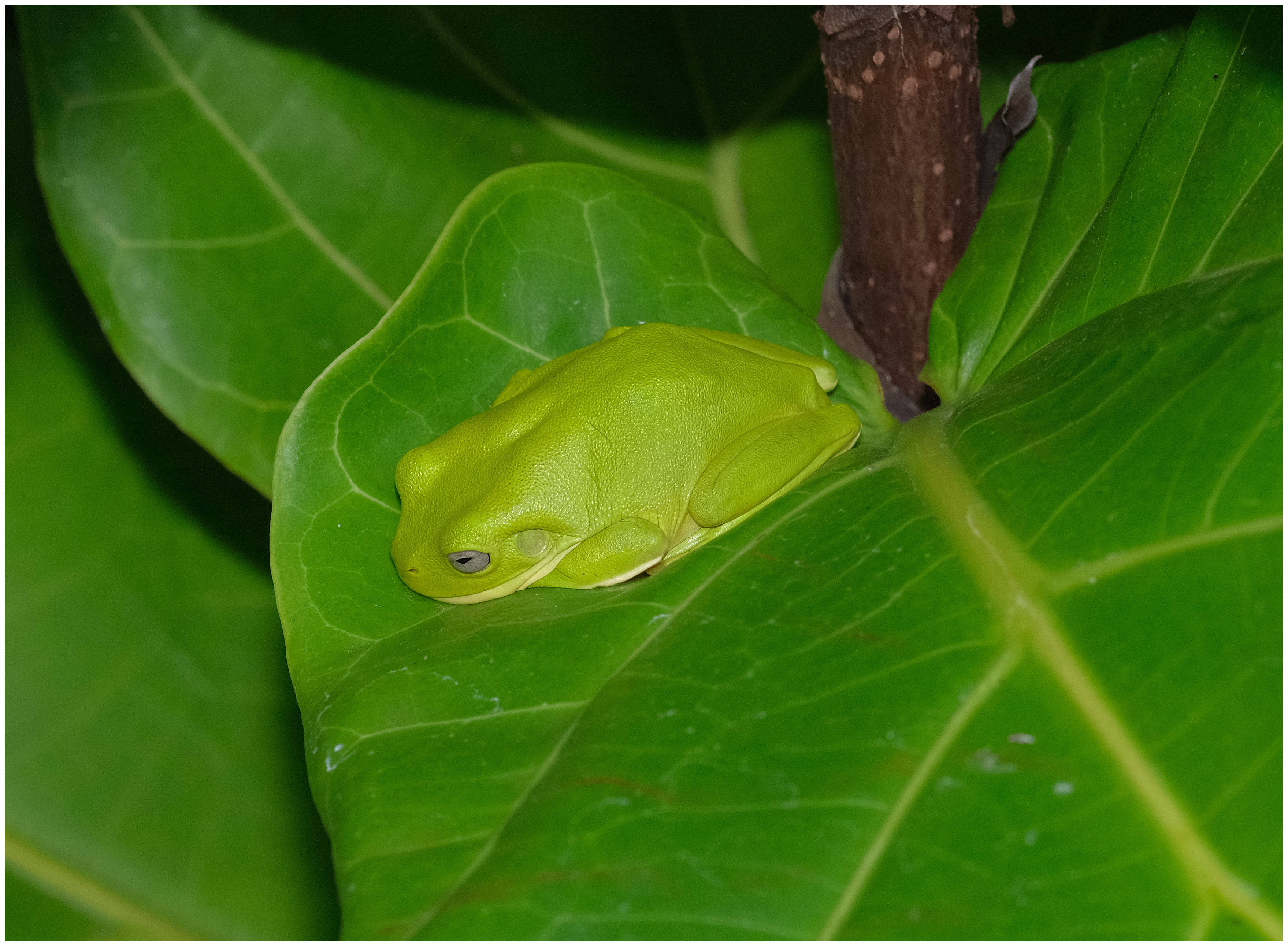 Frog, Green Tree