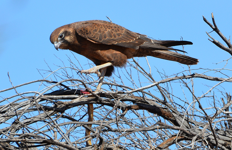 Falcon, Brown