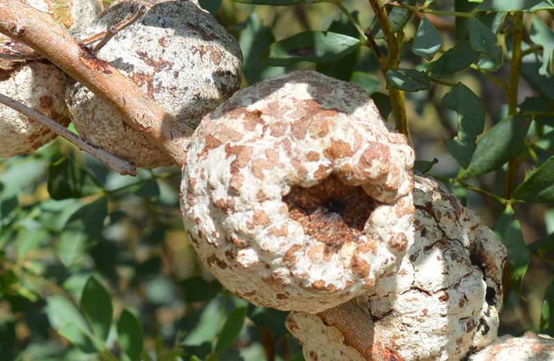 Bush Coconut